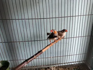 Adult Running Finch Birds