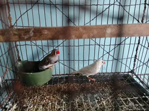 French bird adult breeding pair