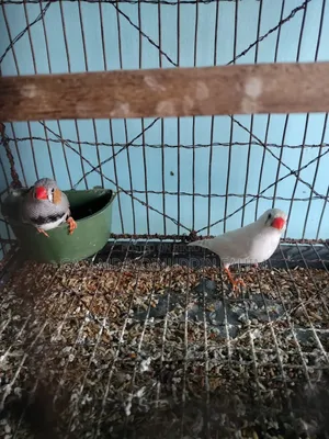 French bird adult breeding pair