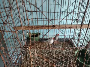 French bird adult breeding pair
