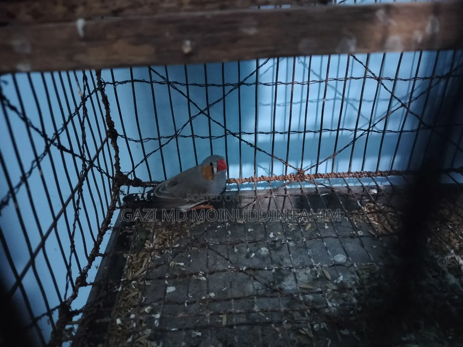 French bird adult breeding pair