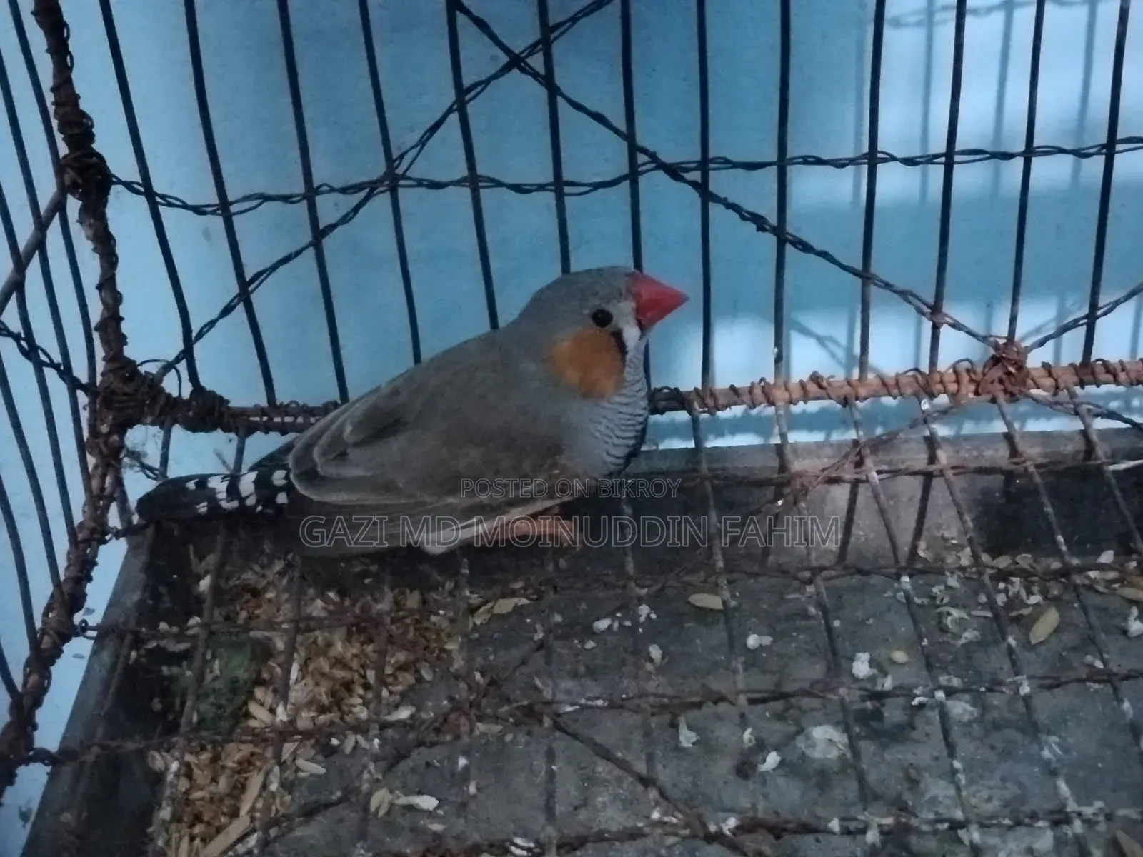 French bird adult breeding pair