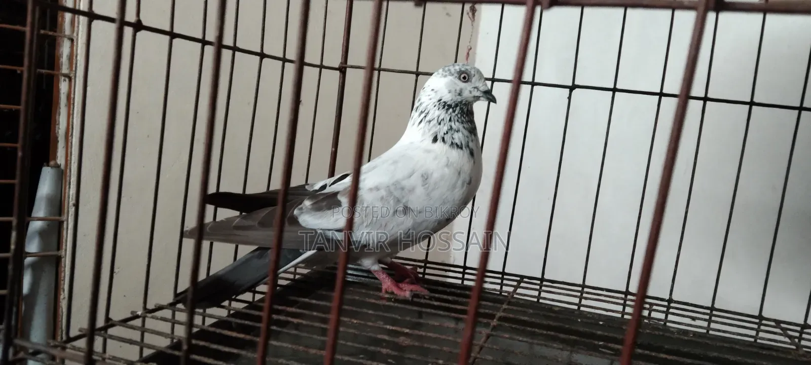 Giribaz Male