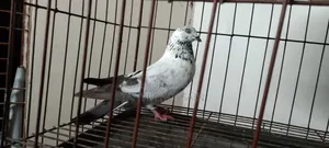 Giribaz Male