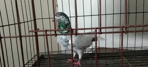 Giribaz Male