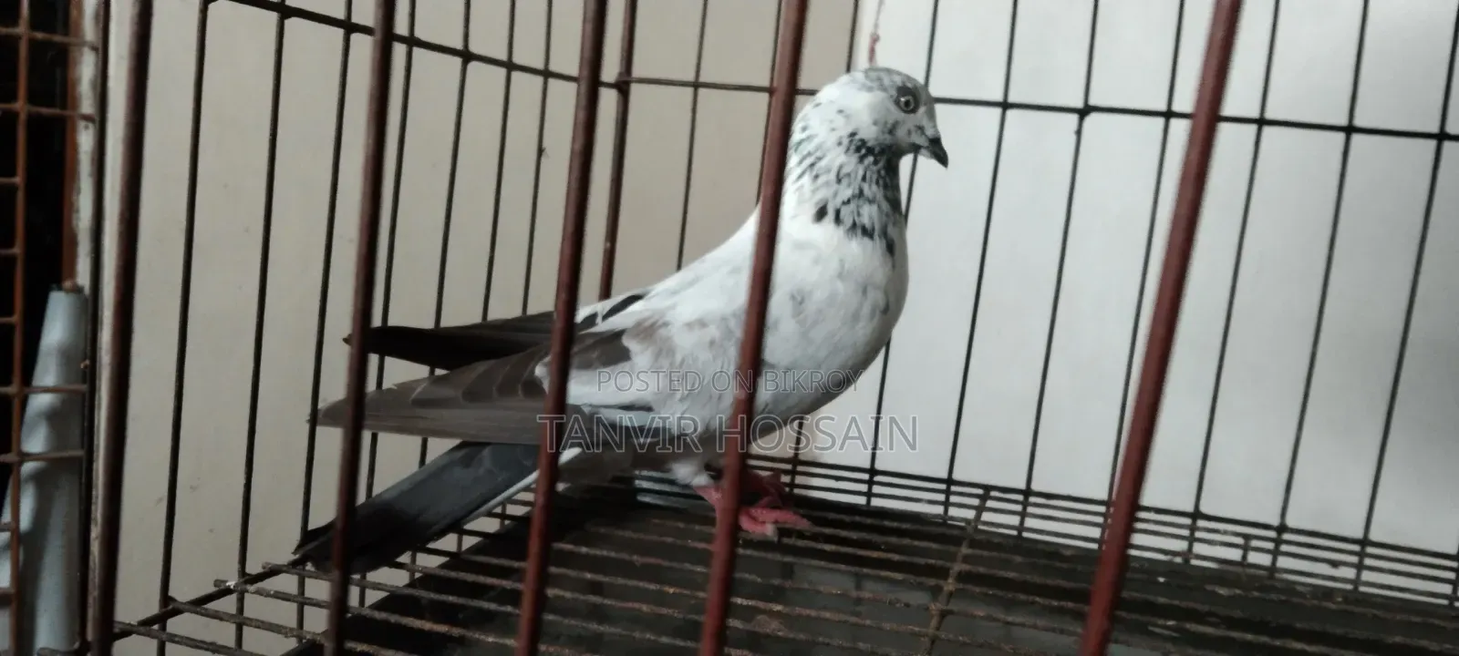 Giribaz Male