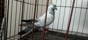 Giribaz Male