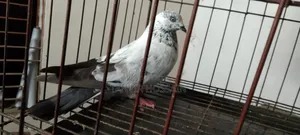 Giribaz Male