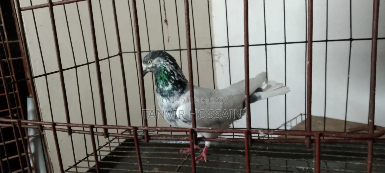 Giribaz Male