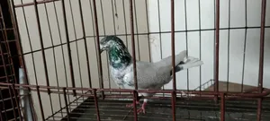 Giribaz Male
