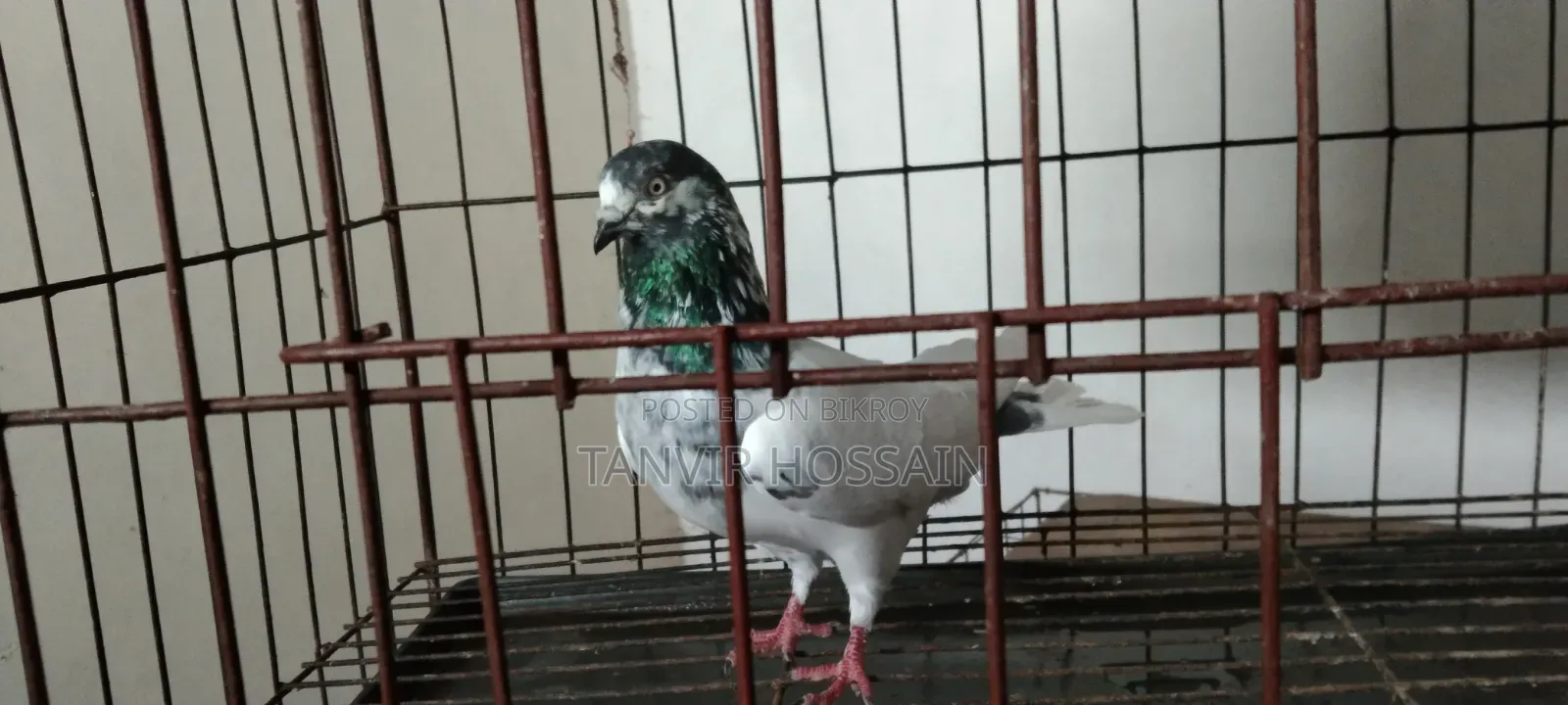 Giribaz Male