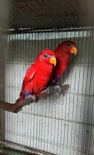 রেড মলোকান লরি বন্ডিং পেয়ার