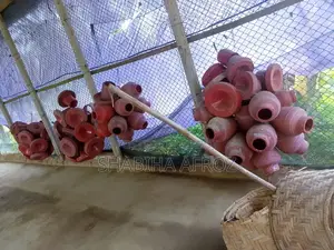 Chicken coop for sale or rent on an emergency basis