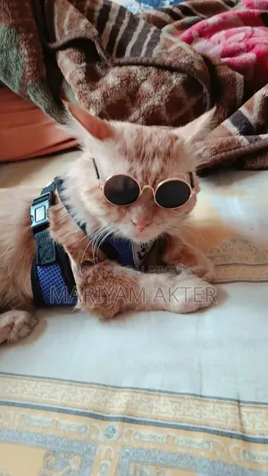 6-12 Months Male Purebred Persian