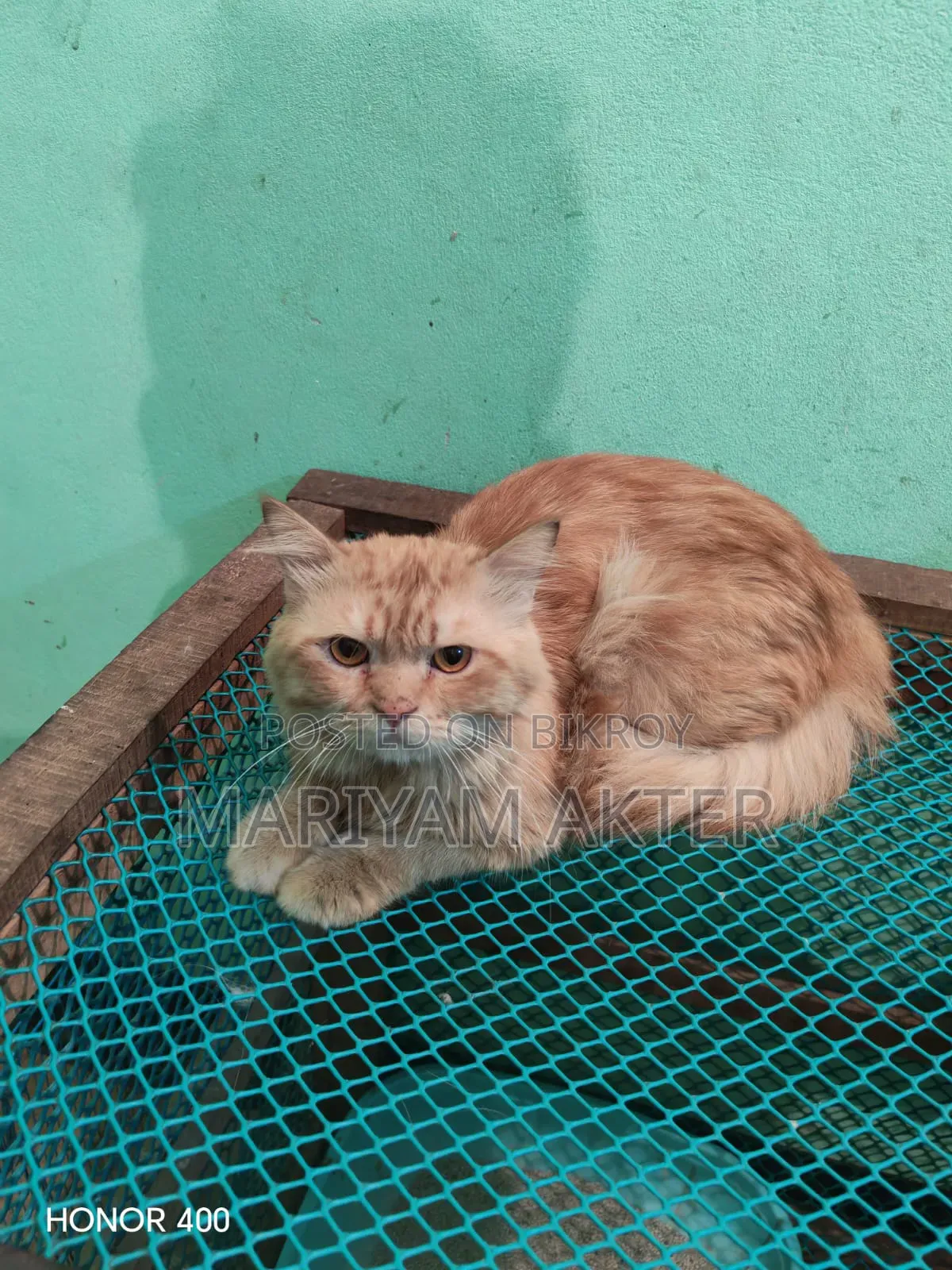 6-12 Months Male Purebred Persian