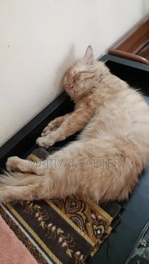 6-12 Months Male Purebred Persian