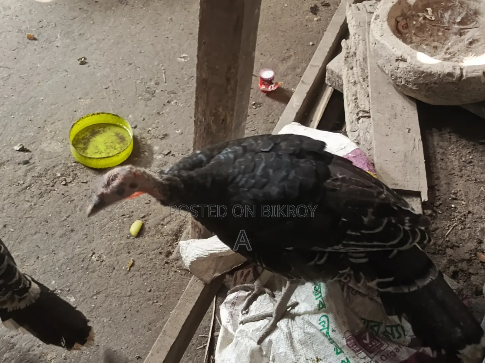 টাকার দরকার তাই সেল দিবো
