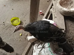 টাকার দরকার তাই সেল দিবো