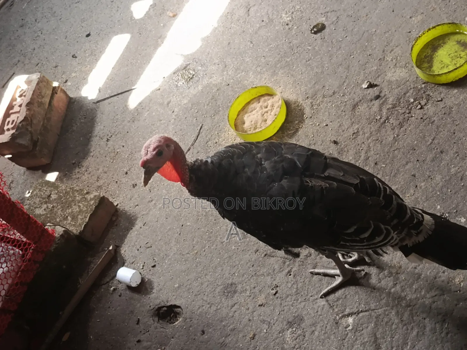 টাকার দরকার তাই সেল দিবো
