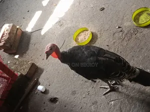 টাকার দরকার তাই সেল দিবো
