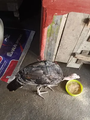 টাকার দরকার তাই সেল দিবো