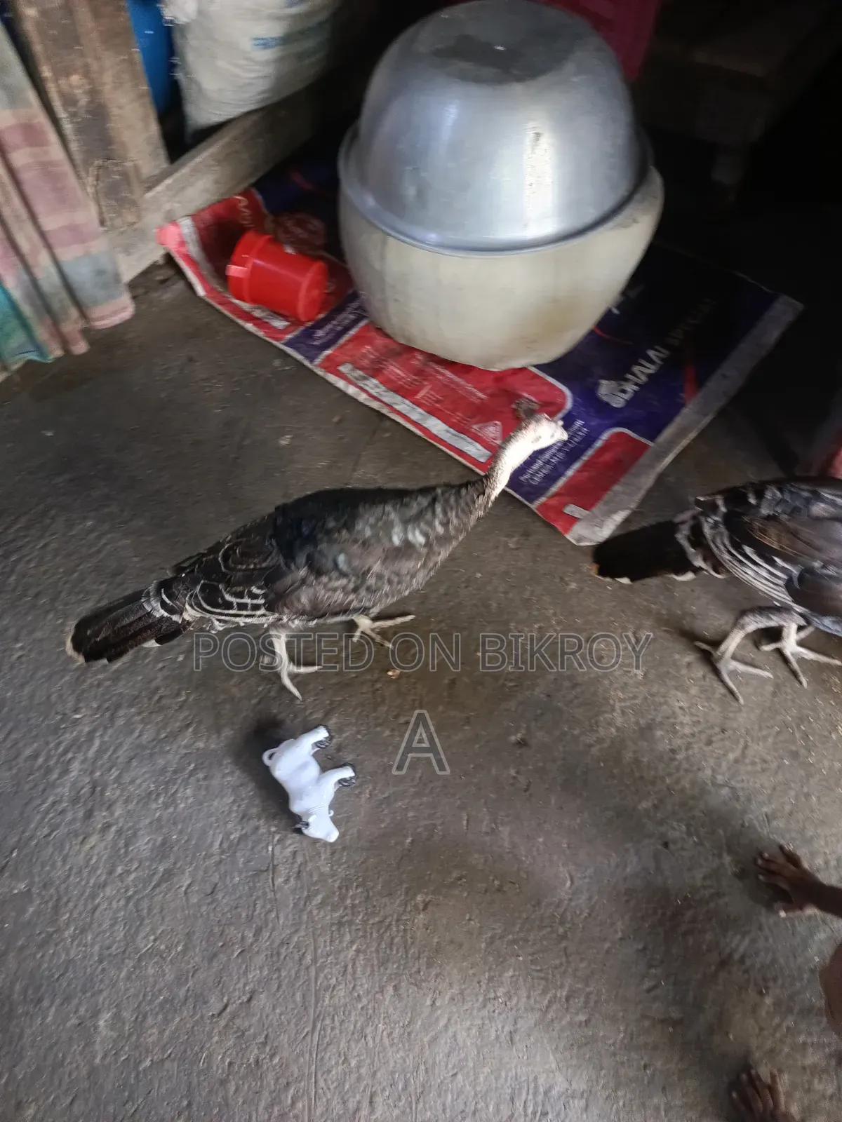 টাকার দরকার তাই সেল দিবো