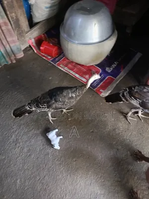 টাকার দরকার তাই সেল দিবো