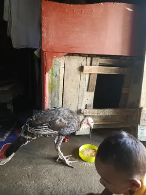 টাকার দরকার তাই সেল দিবো