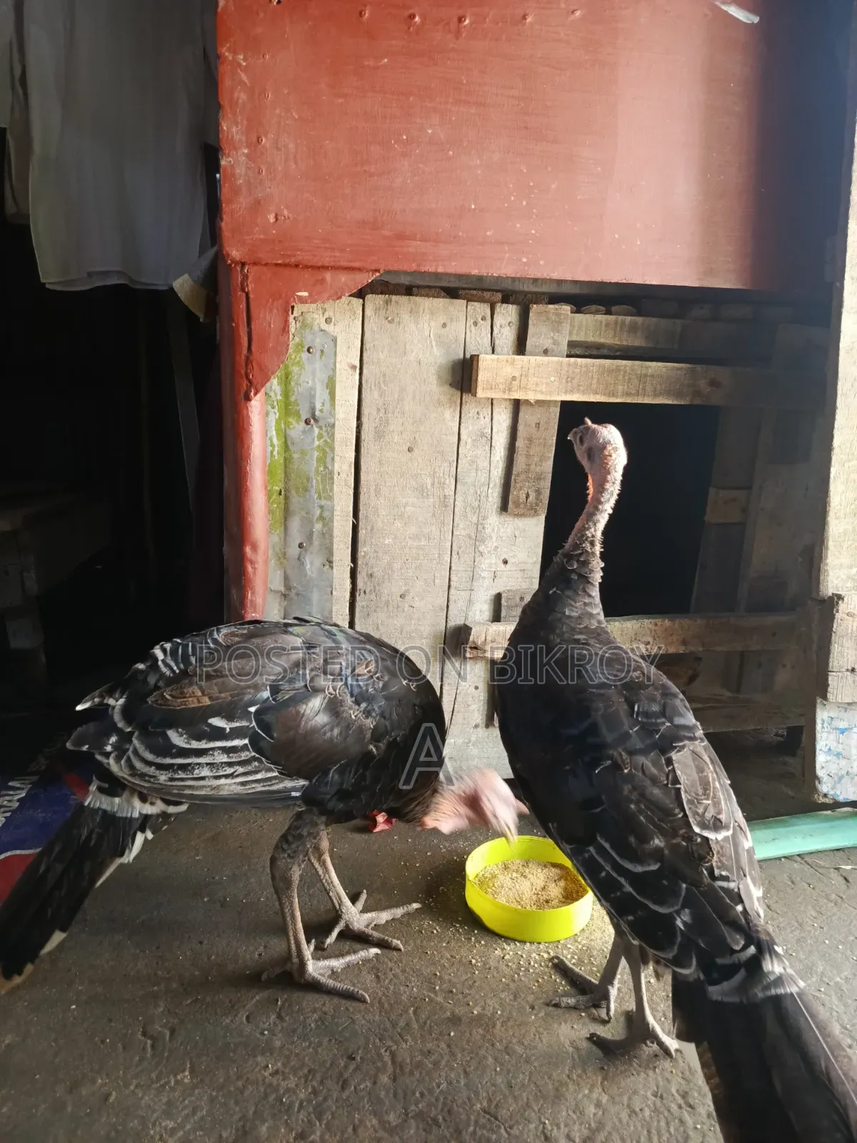 টাকার দরকার তাই সেল দিবো