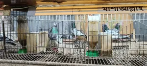 Pakistan Royal, Jonsira, Teddy Pigeon