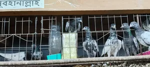 Pakistan Royal, Jonsira, Teddy Pigeon