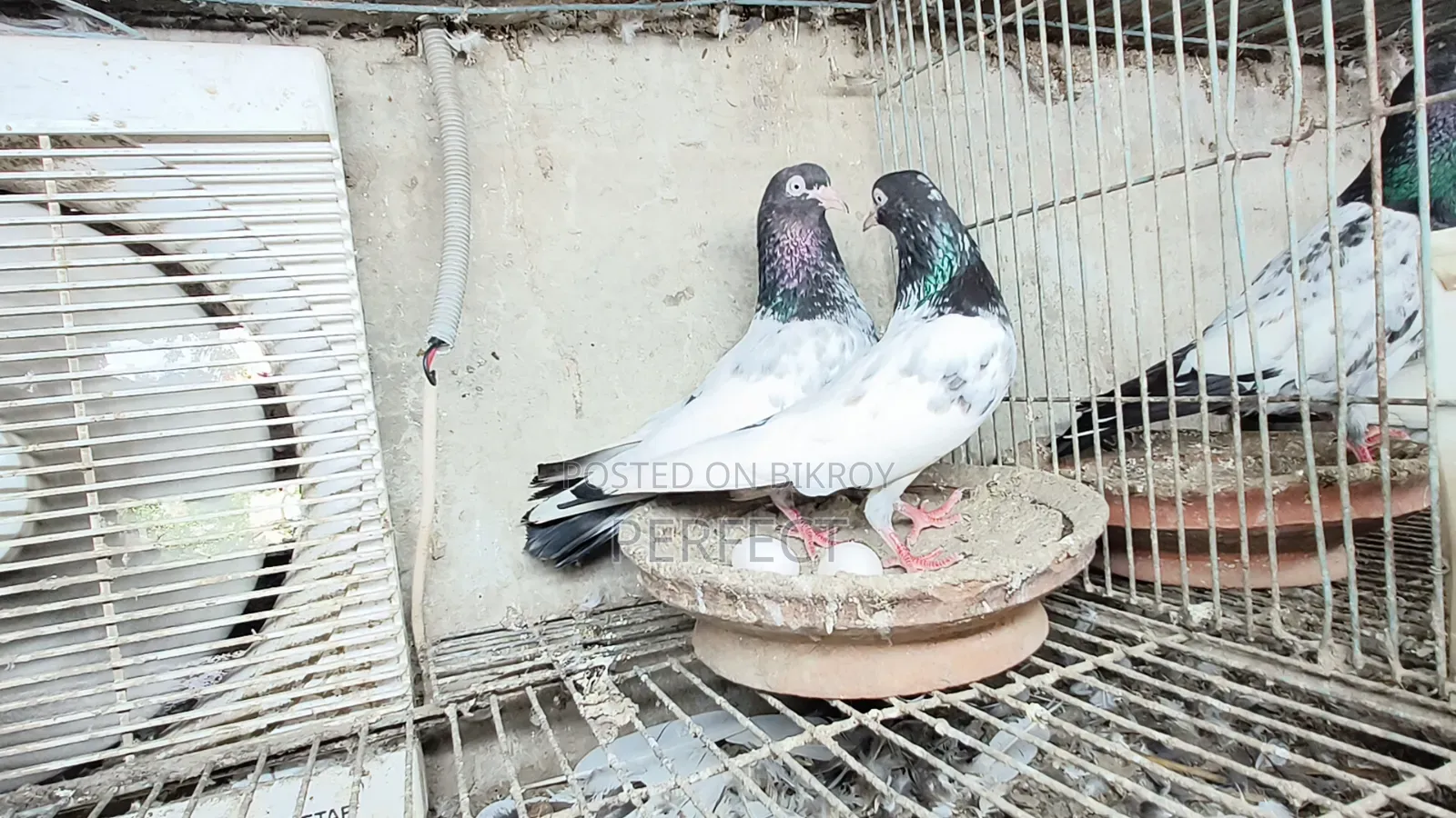 Pakistan Royal, Jonsira, Teddy Pigeon