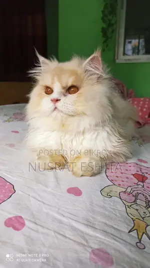 1+ Year Male Purebred Persian