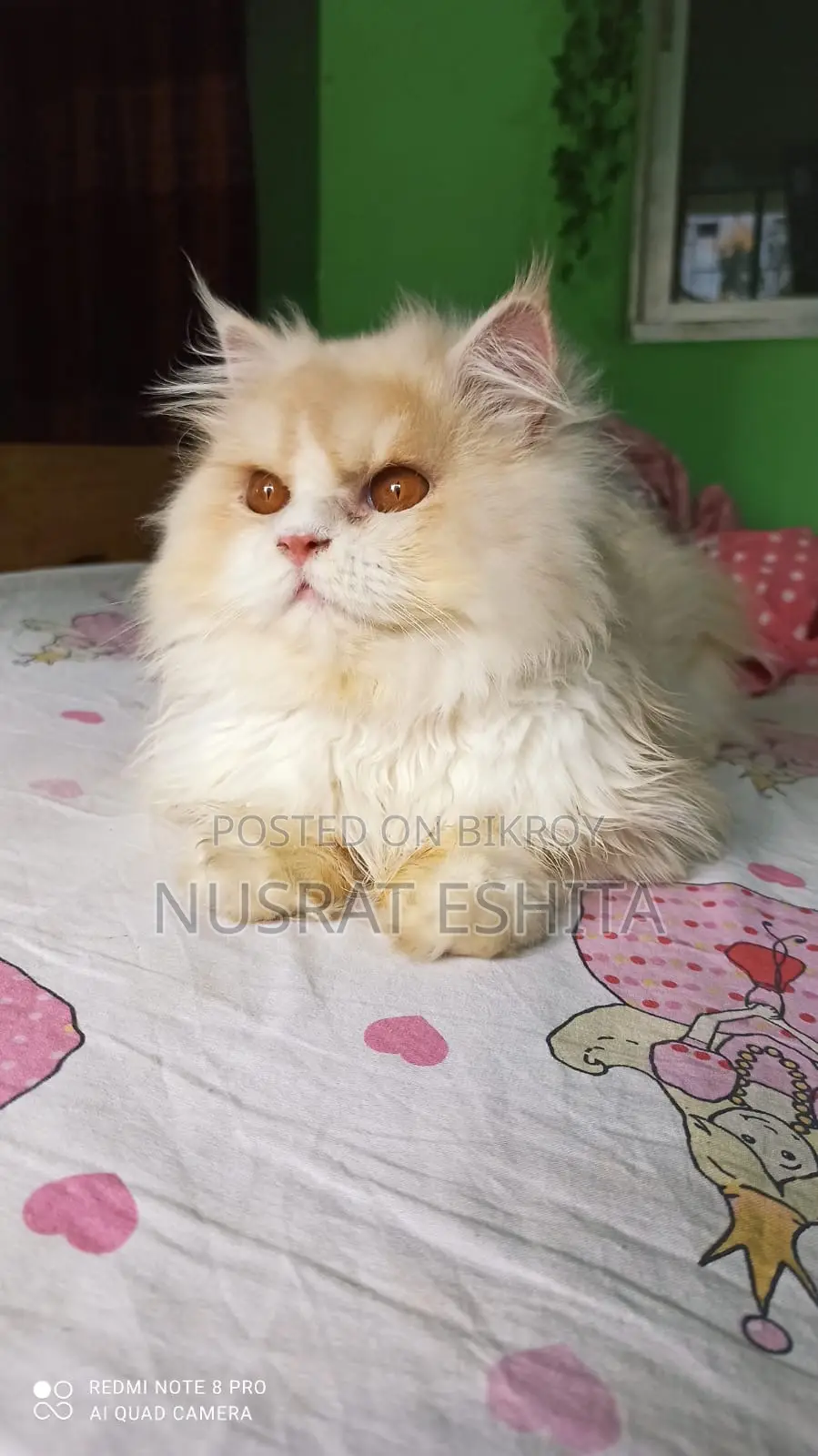 1+ Year Male Purebred Persian
