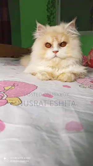1+ Year Male Purebred Persian