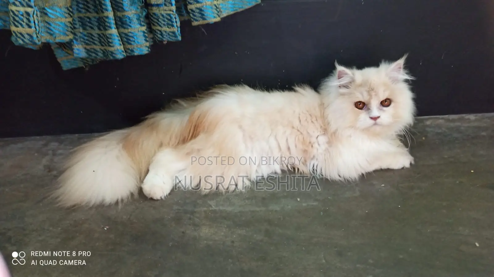 1+ Year Male Purebred Persian