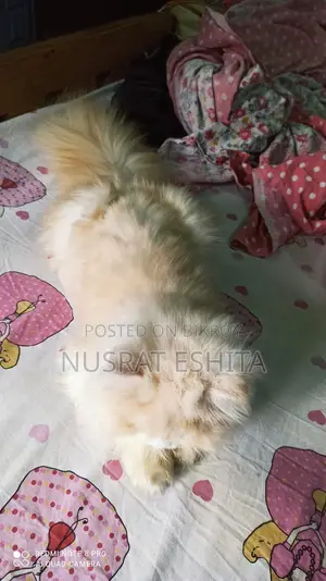 1+ Year Male Purebred Persian