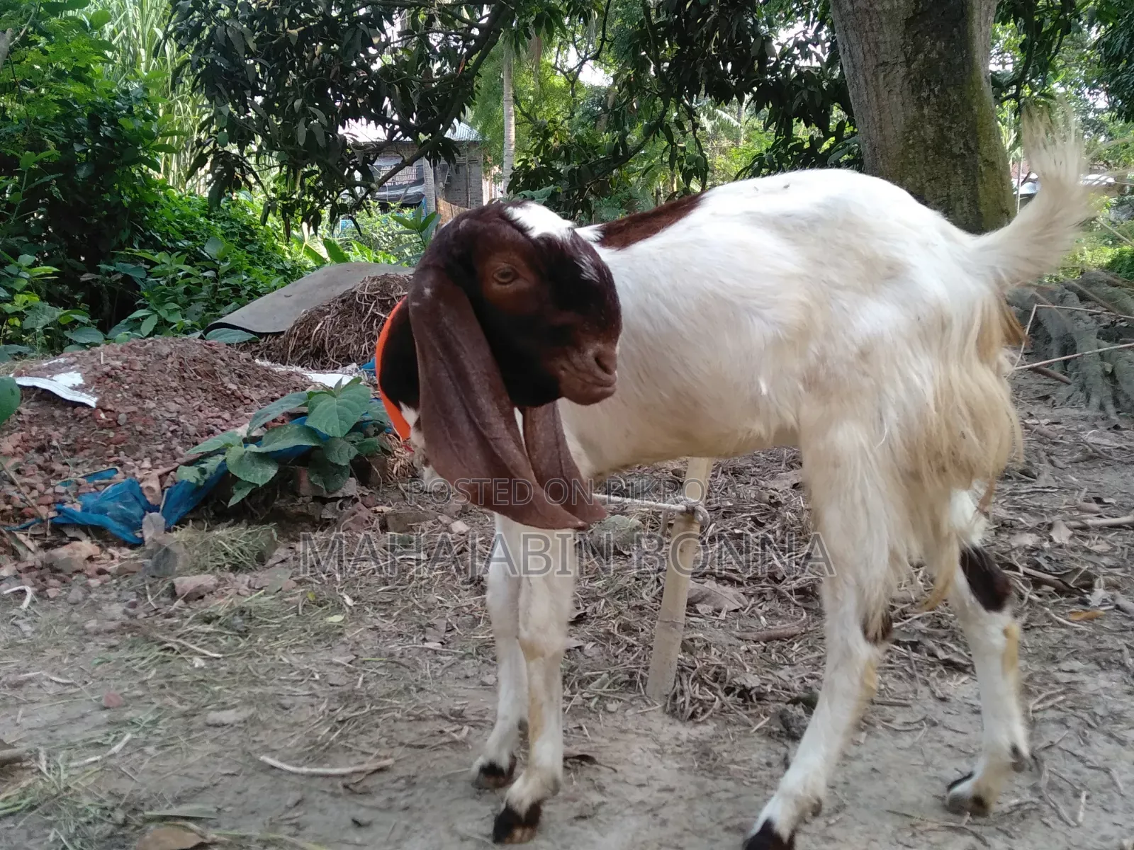 আসসালামুয়ালাইকুম আমার কাছে একটা তোতাপুরি ছাগল আছে