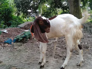 আসসালামুয়ালাইকুম আমার কাছে একটা তোতাপুরি ছাগল আছে