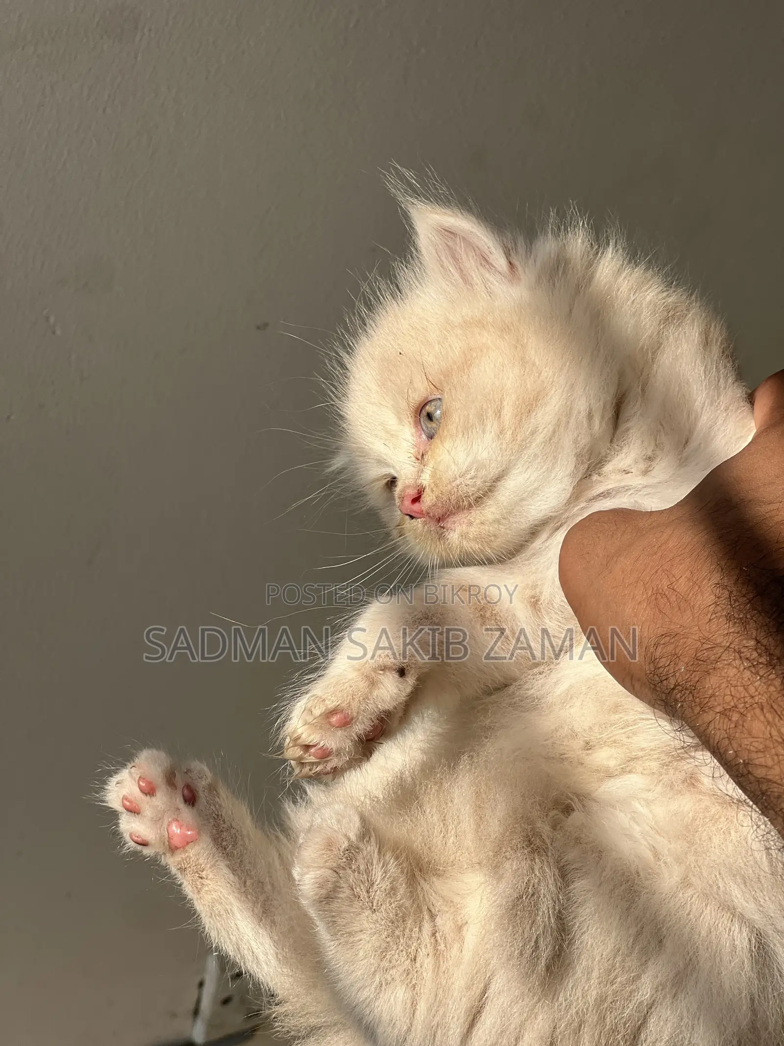 3-6 Months Male Purebred Persian