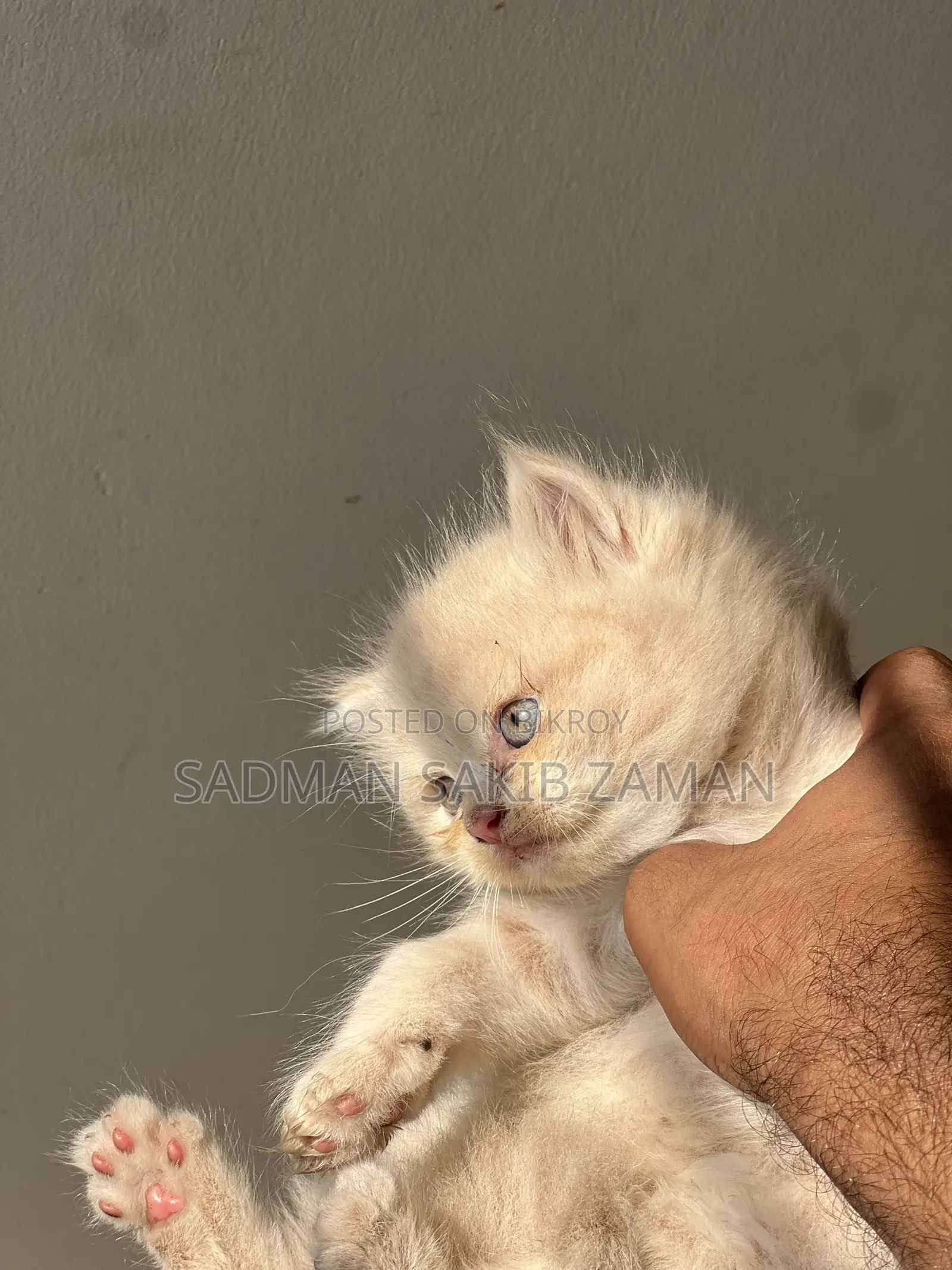3-6 Months Male Purebred Persian