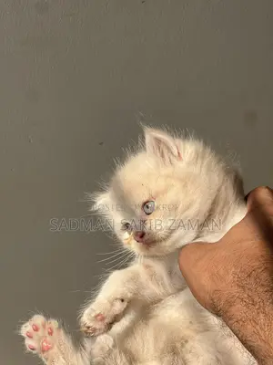 3-6 Months Male Purebred Persian