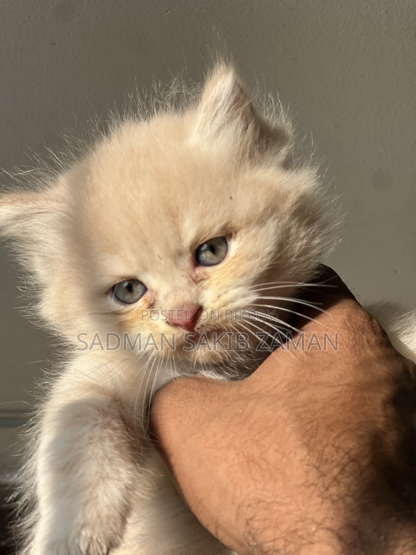 3-6 Months Male Purebred Persian