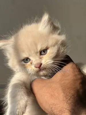 3-6 Months Male Purebred Persian