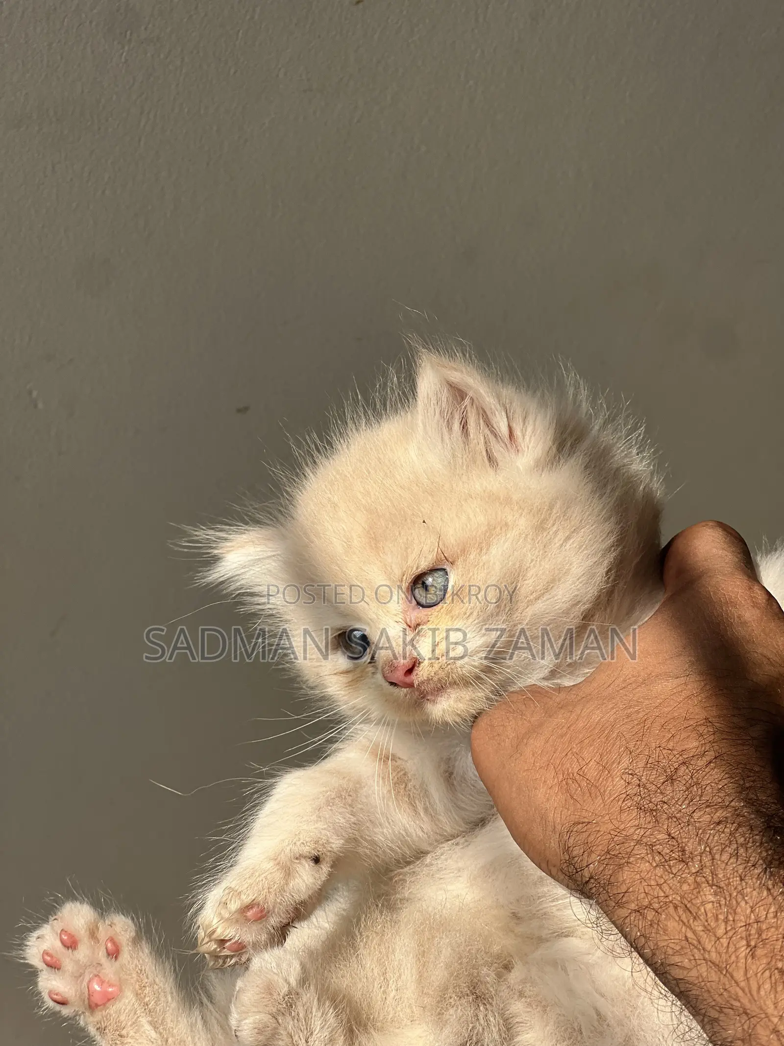 3-6 Months Male Purebred Persian