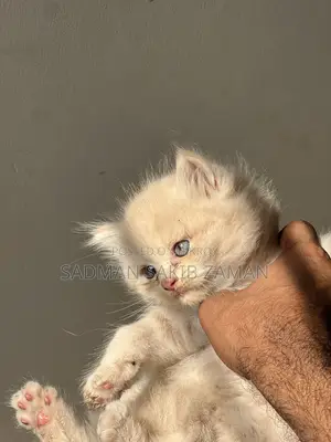 3-6 Months Male Purebred Persian