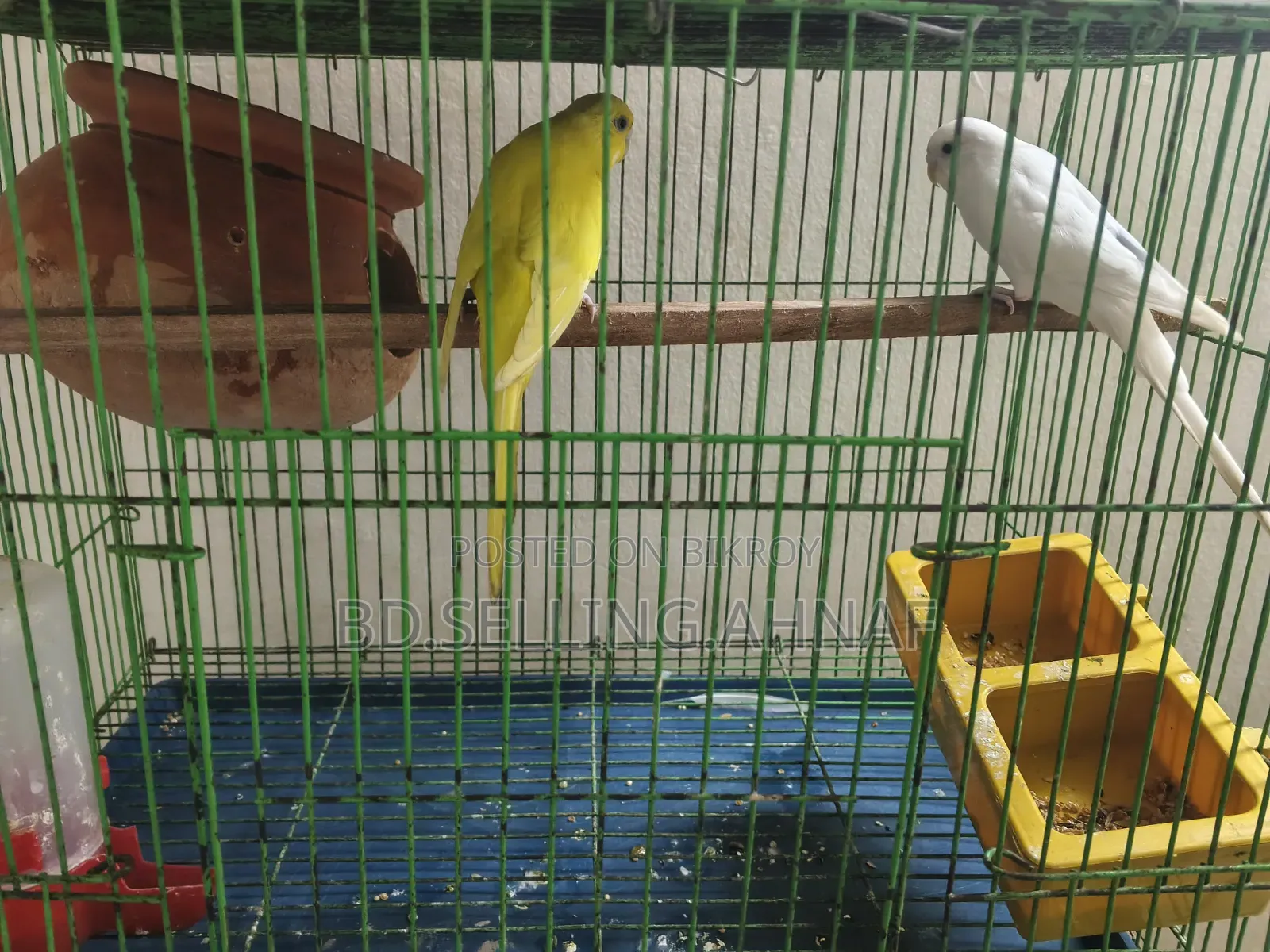 Adult Pair of Budgies