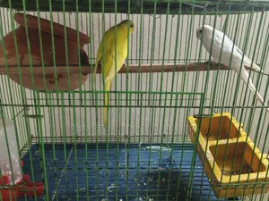 পূর্ণবয়স্ক এক জোড়া বাজিগর পাখি