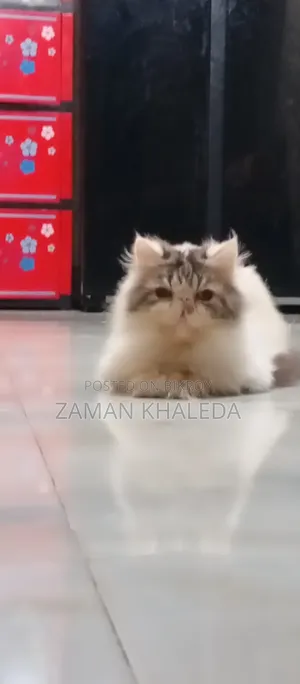১+ বছরের পুরুষ বিশুদ্ধ এক্সোটিক বিড়াল