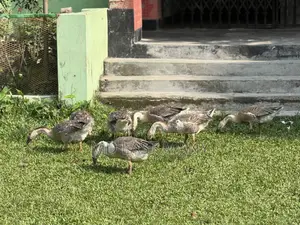 রাজা হাস বিক্রি করা হবে